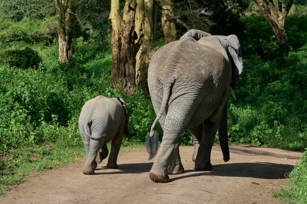 Two elephants, mother and calf, on a path through the forest, walking away from the camera